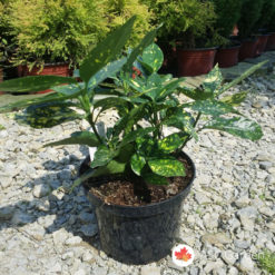 Aucuba jap. Crotonifolia