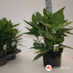 Aucuba jap. Crotonifolia