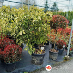 Aucuba japonica 'Crotonifolia'  150 cm