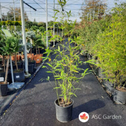 Phyllostachys aureosulcata 150 cm