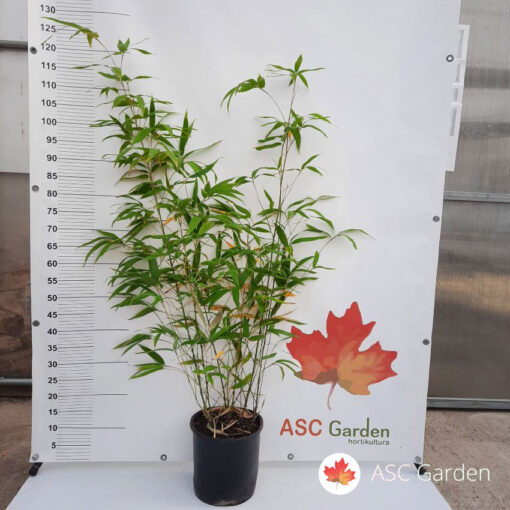 Sadnice Bambusa Phyllostachys  100-120 cm