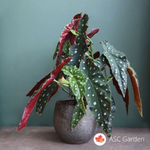 Begonia maculata- Tufnasta begonija 35cm