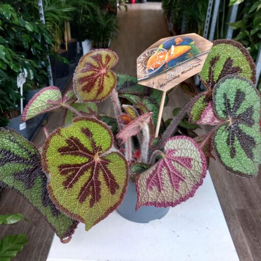 Begonia masoniana 37 cm
