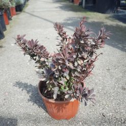 Berberis 'Red Jewel' – Dekorativni Grm 30 cm