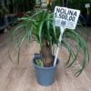 Nolina recurvata – Sobna Biljka "Slonova Šapa" 45 cm