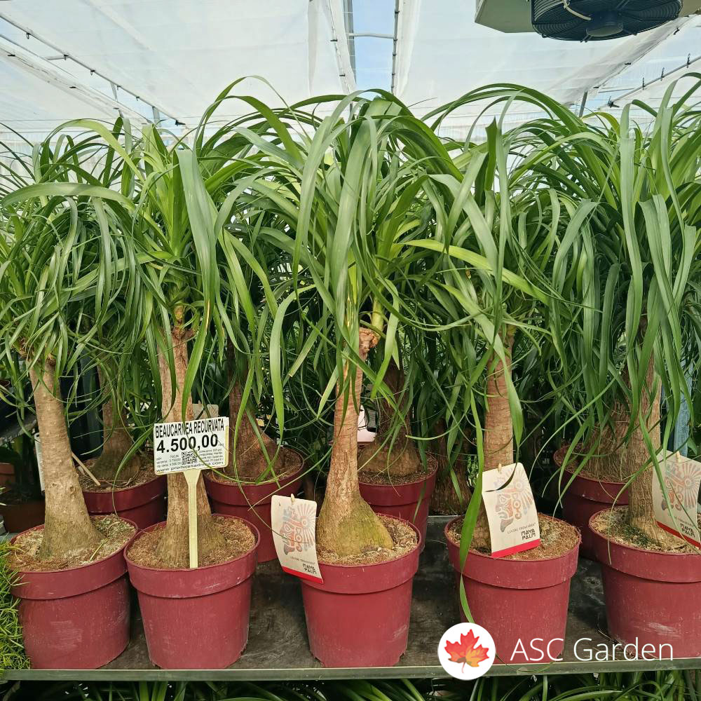 Nolina recurvata 100 cm - Slika 2