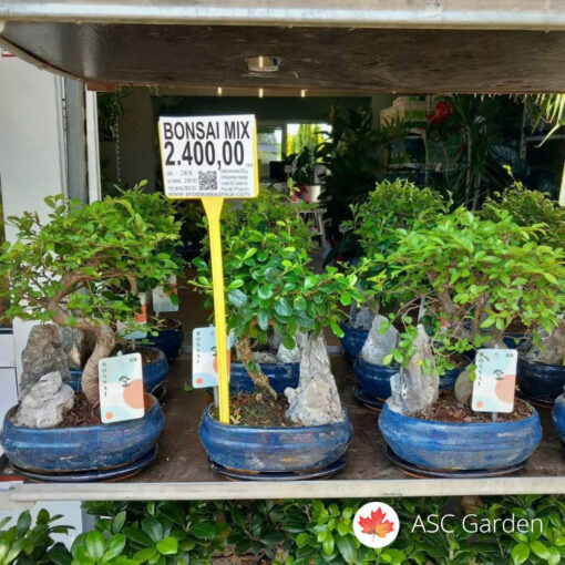 Bonsai u miksu 40 cm