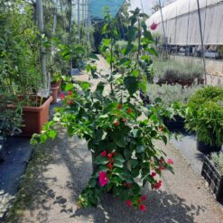 Bougainvillea - Bogumila 70 cm