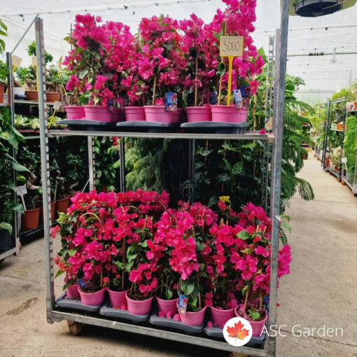 Bougainvillea – Bogumila 60-70 cm