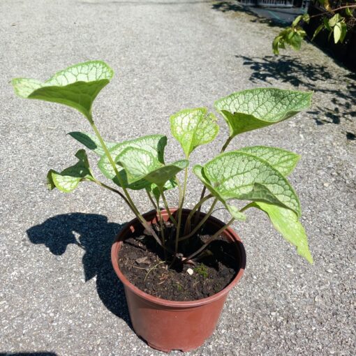 Brunnera macrophylla 20 cm
