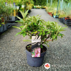 Buddleja davidii 30 cm