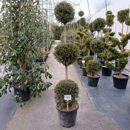 Cupressocyparis leylandii castw. gold sa tri lopte 160 cm