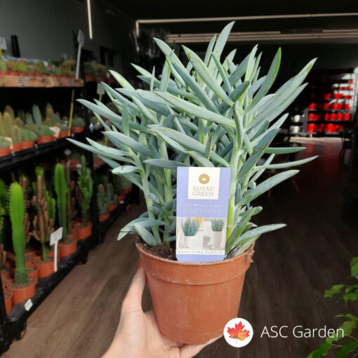 Curio 'Mount Everest'
