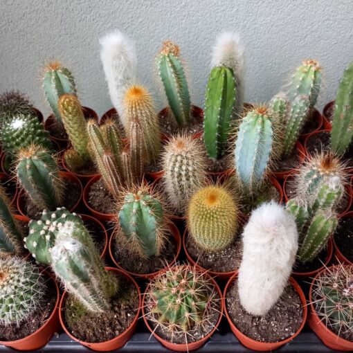 Cactus mix 7-20 cm