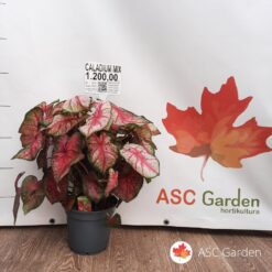Caladium_mix
