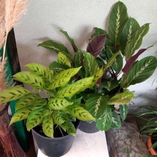 Calathea mix 50cm