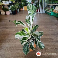 Calathea 'Fusion White' 45 cm