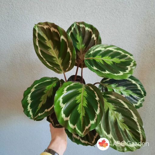 Calathea Medallion 50 cm