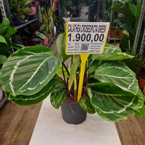 Calathea roseopicta Green 40 cm