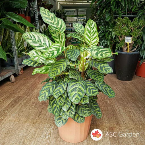 Calathea makonaya 90 cm