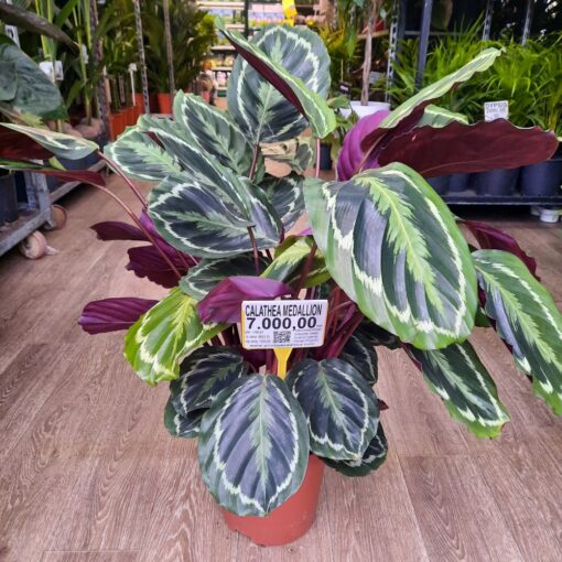 Calathea Medallion 80 cm