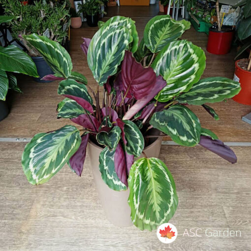 Calathea Medallion 80 cm