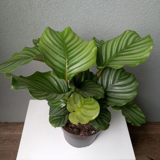 Calathea orbifolia 45 cm