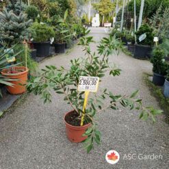 Callistemon - Kalistemon 50-70 cm