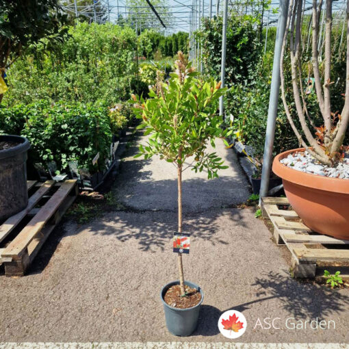 Callistemon - Kalistemon na štapu 100/120 cm