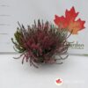 Calluna