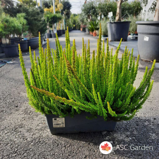 Calluna