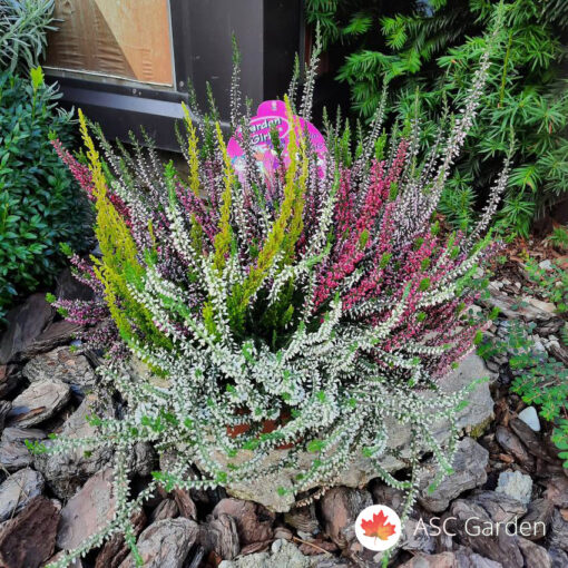Calluna vres 40 cm