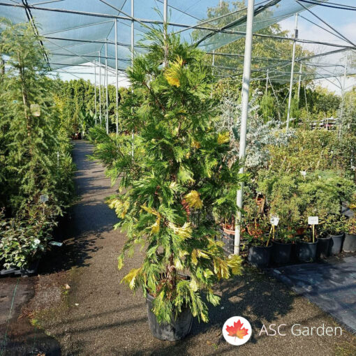 Calocedrus decurrens aureovariegato 150-175 cm