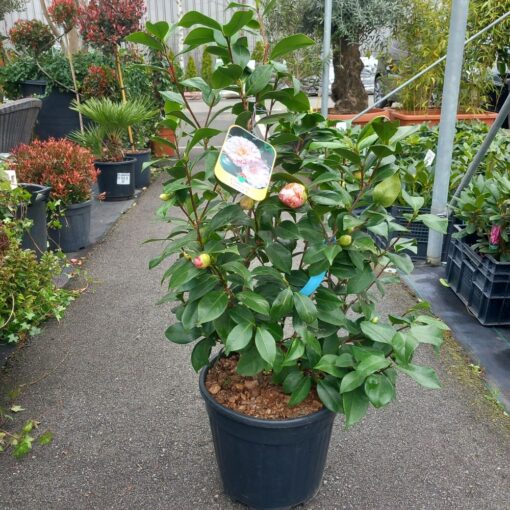 Camellia japonica 100  cm