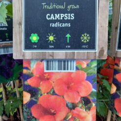 Campsis radicans 75 cm - Tekoma