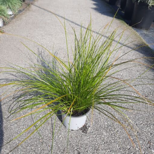 Carex 'Prairie Fire' 35 cm