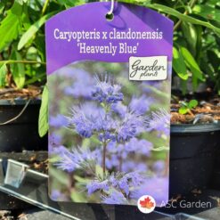 Caryopteris Blue