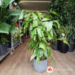 Caryota mitis 120 cm