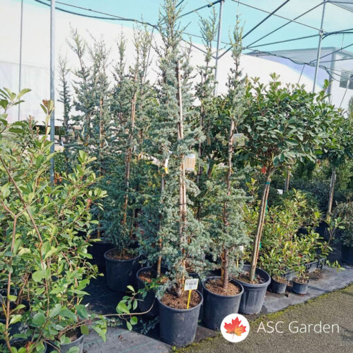 Cedrus atlantica glauca 125/150 cm