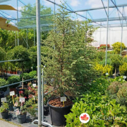 Cedrus atlantica verde 2m