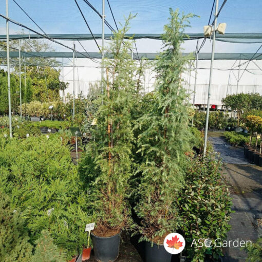 Cedrus deodara 150 - 175 cm