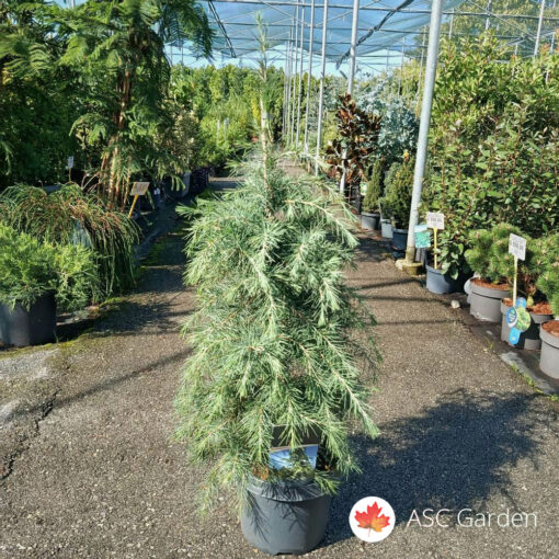 Cedrus deodara 95 cm
