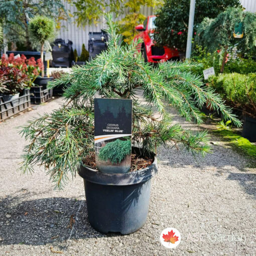 Cedrus deodara 'Feelin Blue' 40 cm