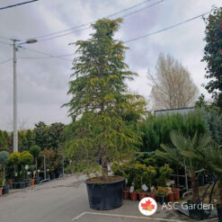Cedrus deodara aurea 4,5m