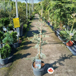 Cedrus libani glauca 75 cm