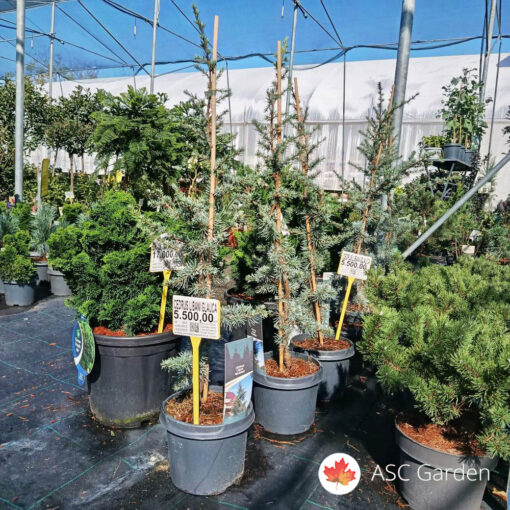 Cedrus libani glauca 75 cm
