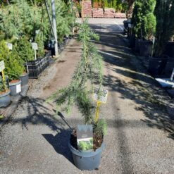 Cedrus deodara pendula 80 cm