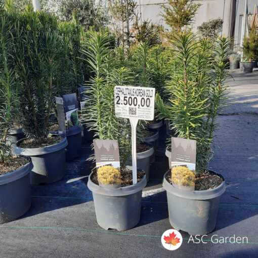 Cephalotaxus Korean Gold 35 cm