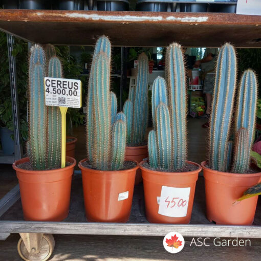 Kaktus Cereus  70 cm