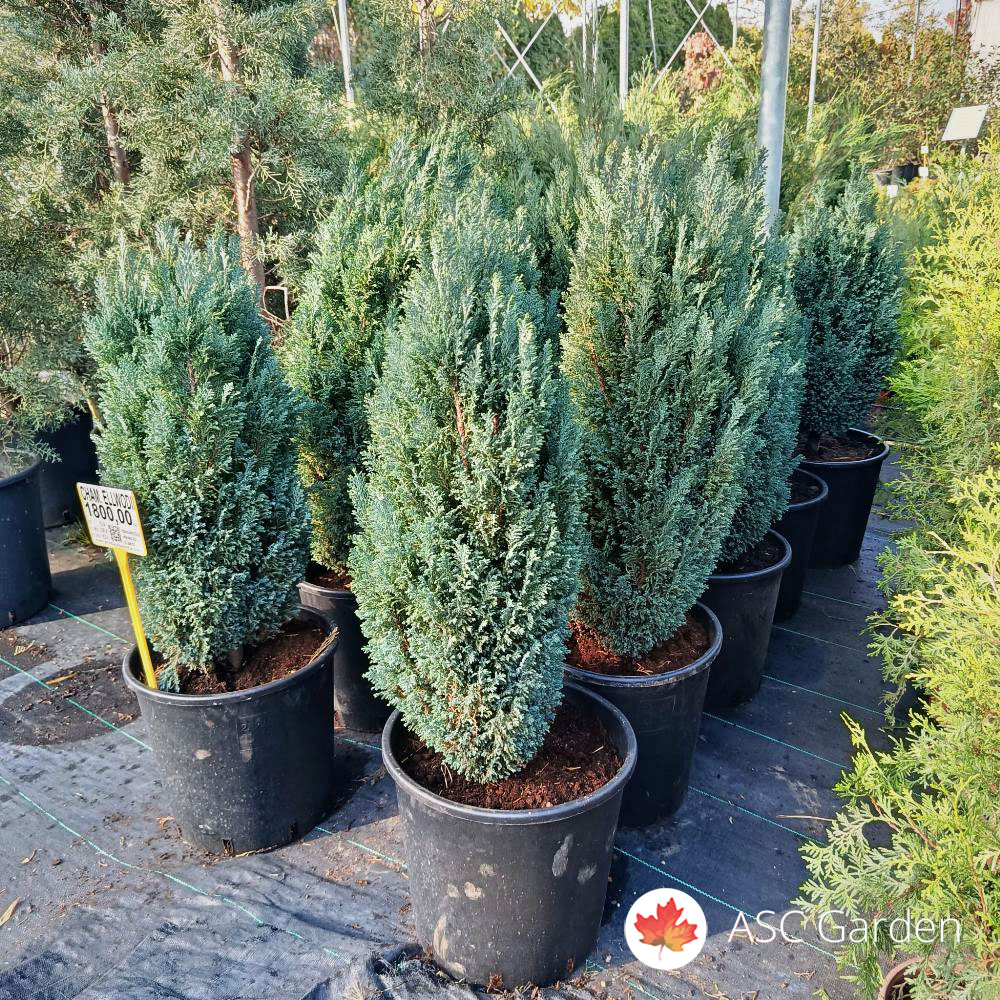 Chamaecyparis lawsoniana 'Ellwoodii' 70-80 cm - Slika 2